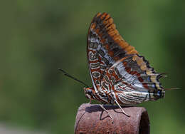 Charaxes jasius Linnaeus 1767的圖片