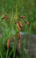 Imagem de Carex mertensii J. D. Prescott ex Bong.