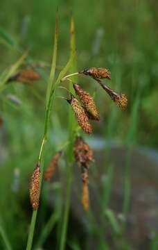 Imagem de Carex mertensii J. D. Prescott ex Bong.