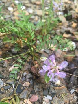 Image of Englemann's milkvetch