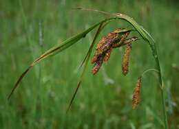 Imagem de Carex mertensii J. D. Prescott ex Bong.