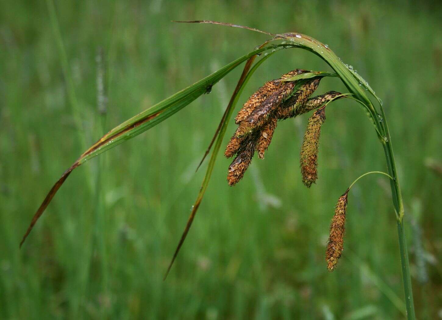 Imagem de Carex mertensii J. D. Prescott ex Bong.