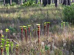 Image of <i>Sarracenia flava</i> var. <i>rubricorpora</i>