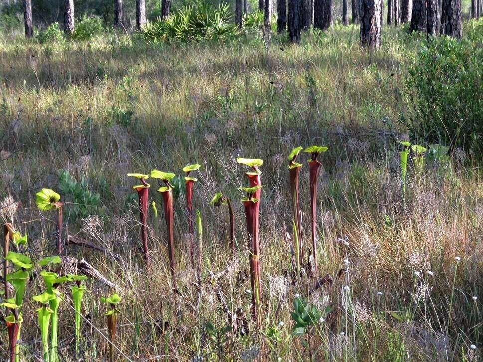 Image of <i>Sarracenia flava</i> var. <i>rubricorpora</i>