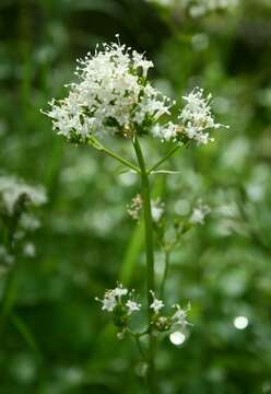 Imagem de Valeriana sitchensis Bong.