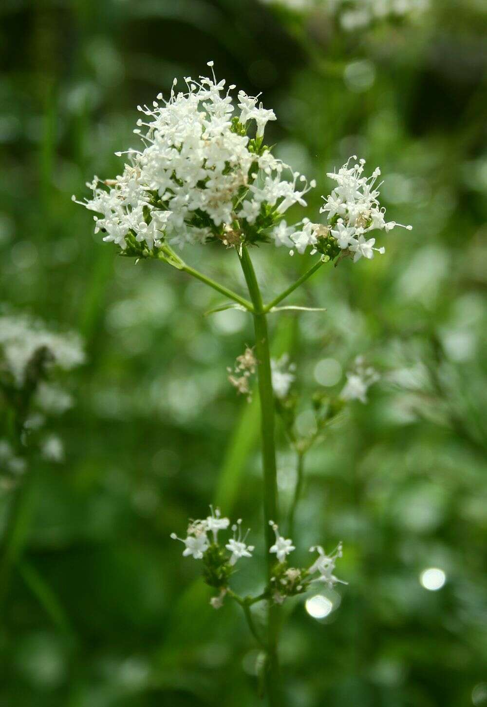 Image of Mountain Heliotrope