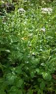 Image of Mountain Heliotrope