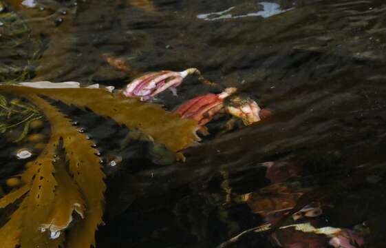 Image of New Zealand sea tulip