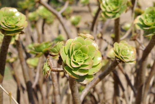 Aeonium balsamiferum Webb & Berth. resmi