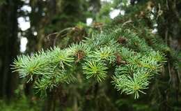 Image of subalpine fir