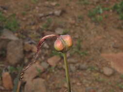 Image of Zephyranthes phycelloides