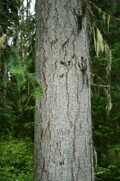 Image of subalpine fir