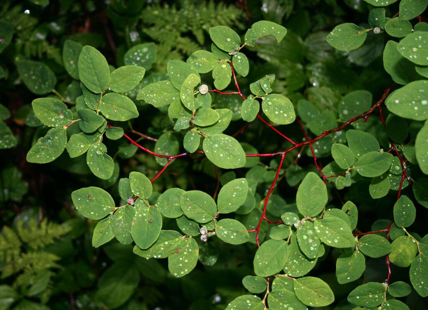 Image of Alaska blueberry