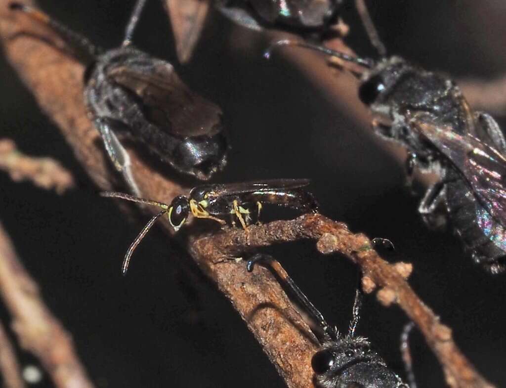 Imagem de Hylaeus ofarrelli Michener 1965