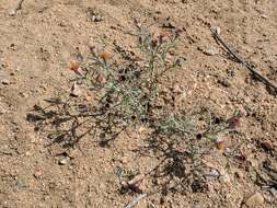 Image of Mojave hole-in-the-sand plant