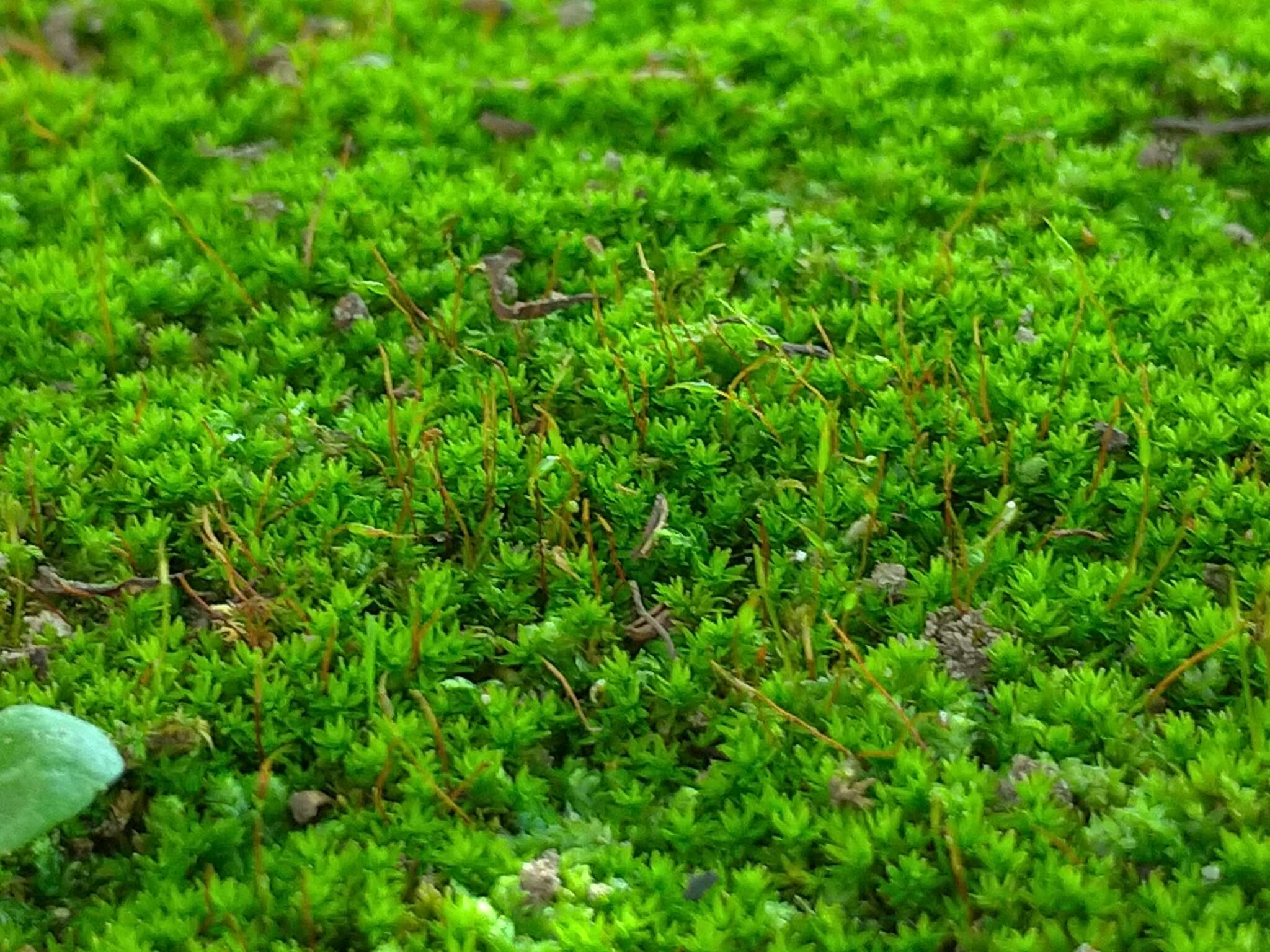 Image of barbula moss