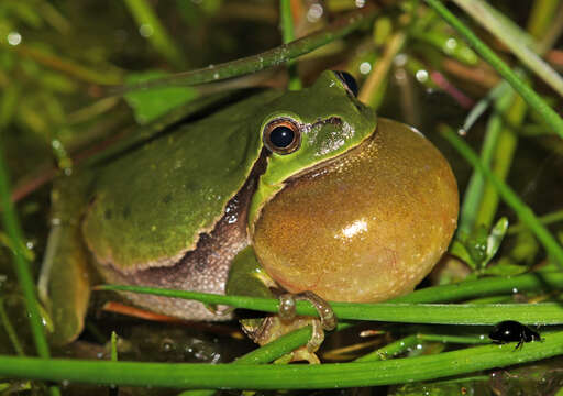 Image of Common tree frog