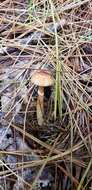 Plancia ëd Agaricus pallens (J. E. Lange) L. A. Parra 2013