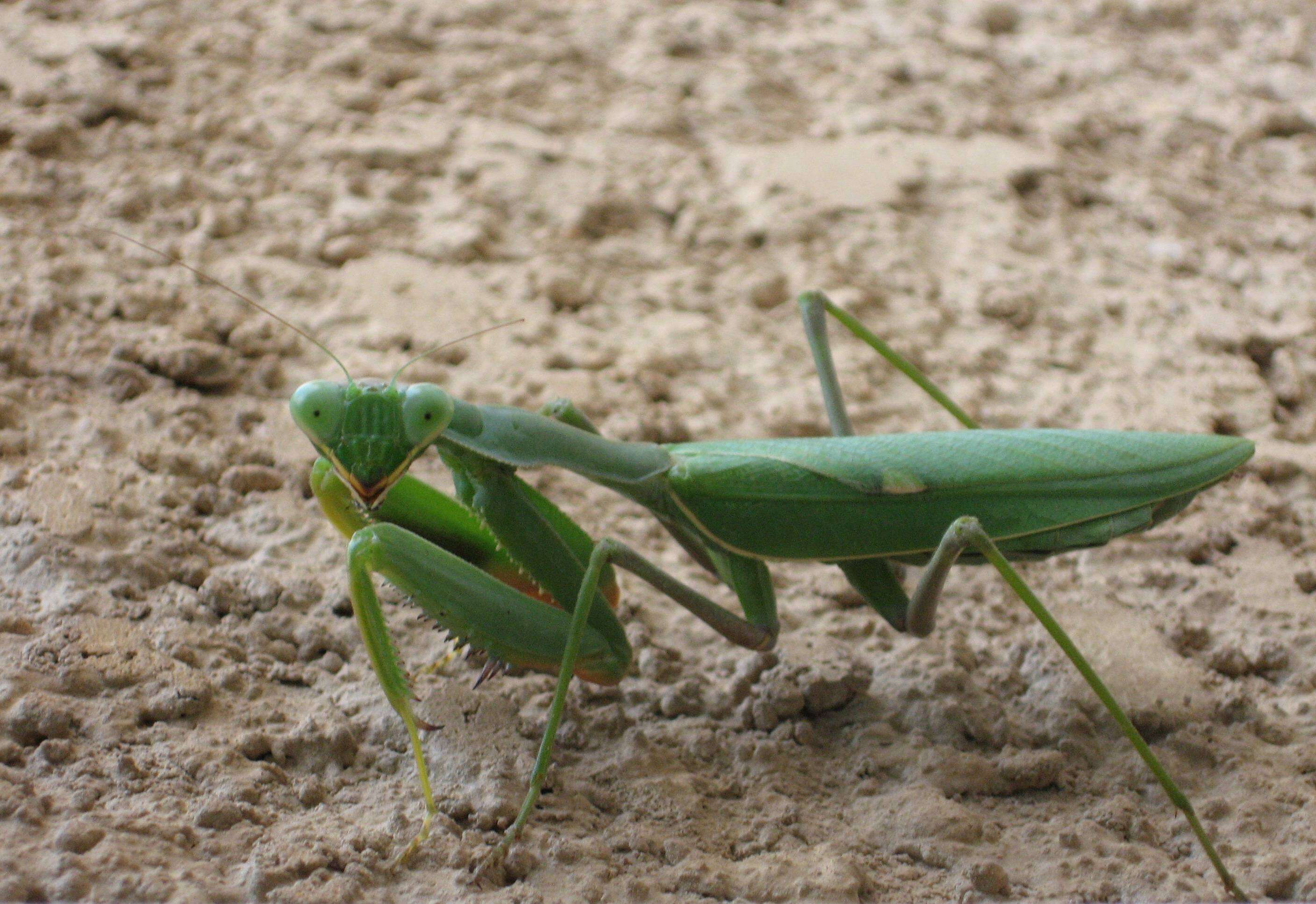 Image of African mantis