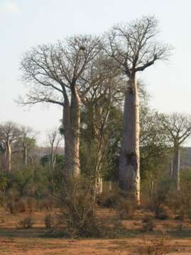 Image of Baobab