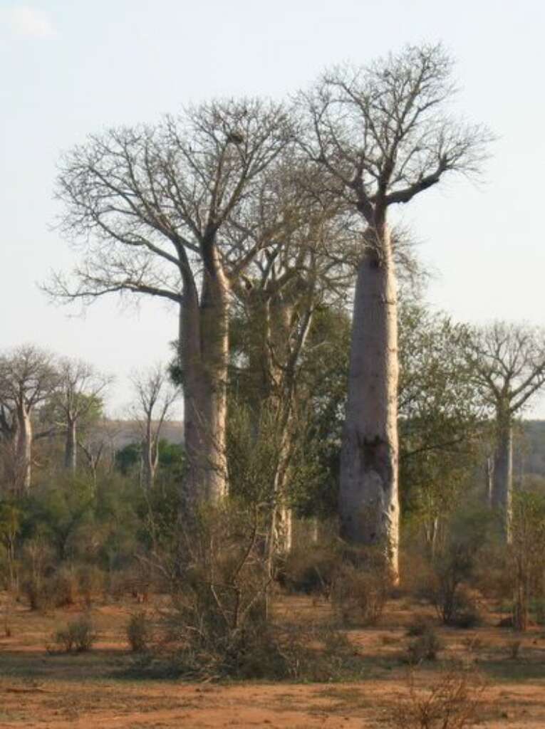 Image de Adansonia za Baill.