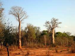 Image of Baobab