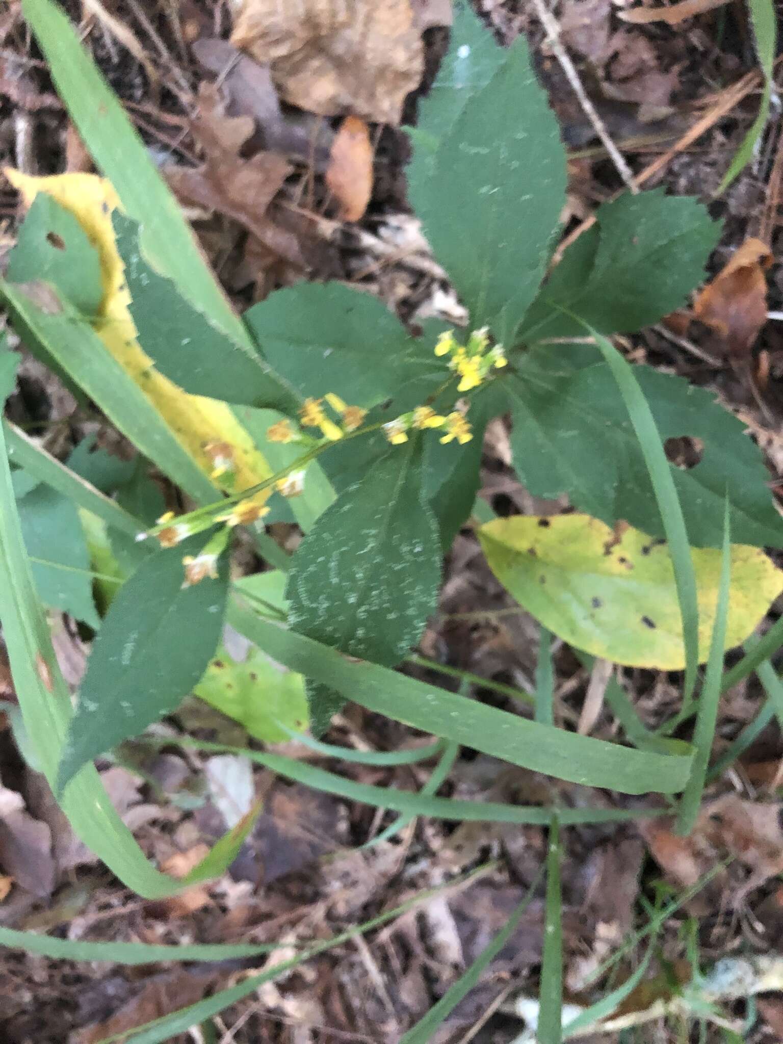 Sivun Solidago caesia var. zedia R. E. Cook & Semple kuva