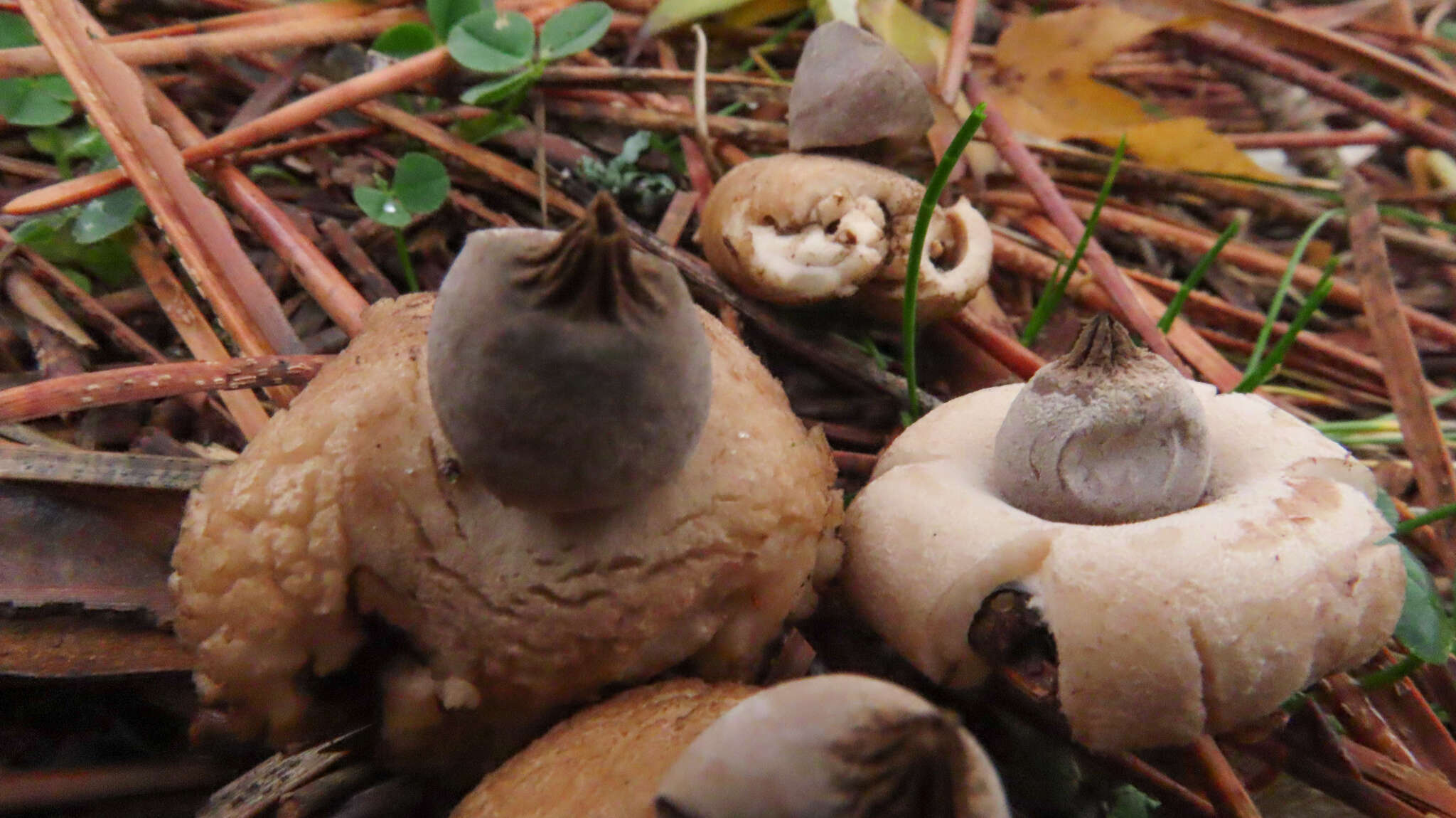 Image of Geastrum elegans Vittad. 1842