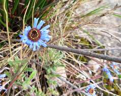 Felicia amoena subsp. latifolia Grau resmi