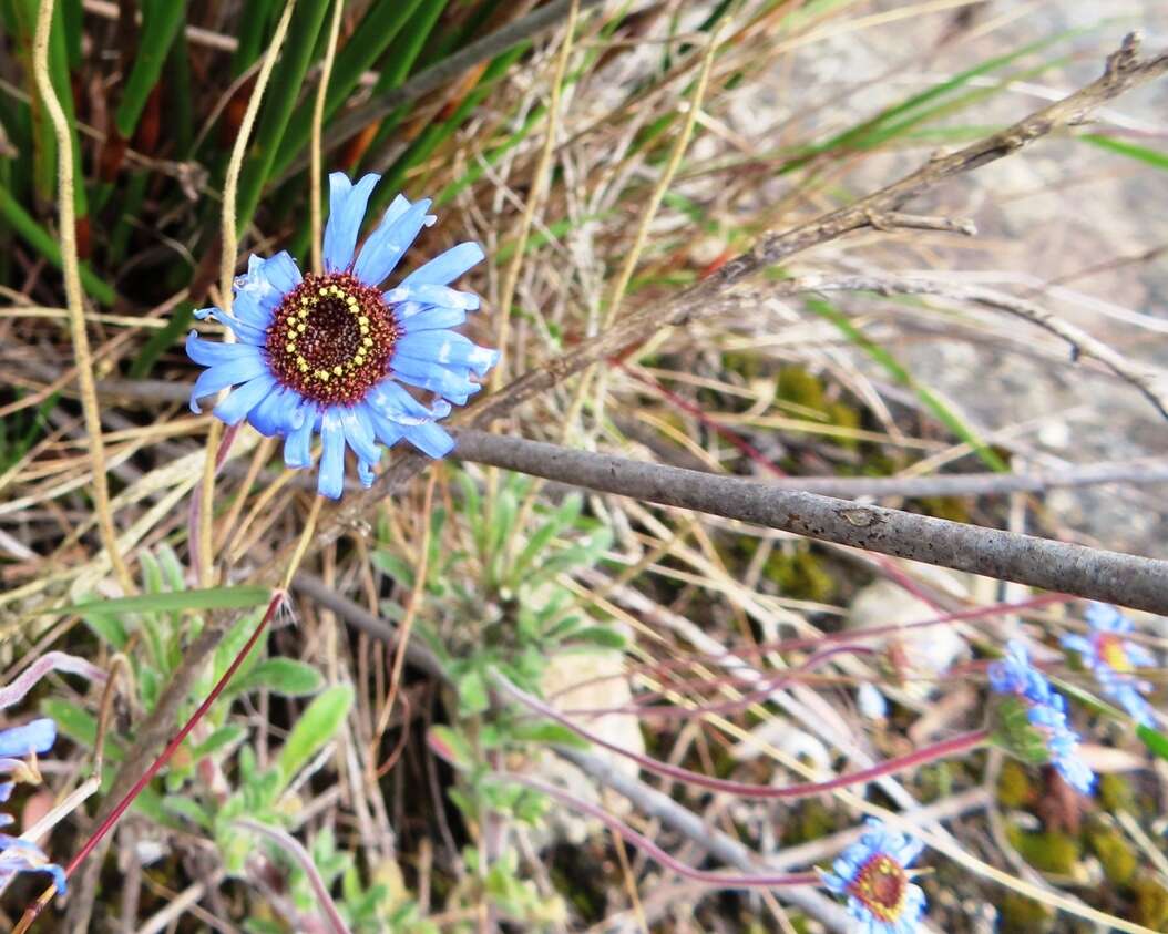 Image de Felicia amoena subsp. latifolia Grau