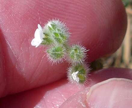 Plancia ëd Plagiobothrys collinus var. fulvescens (I. M. Johnst.) Higgins