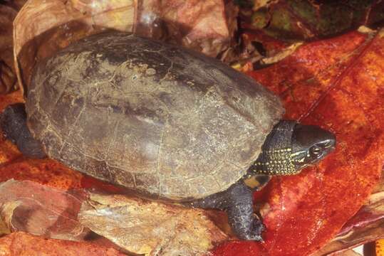 Image of Chinese Pond Turtle