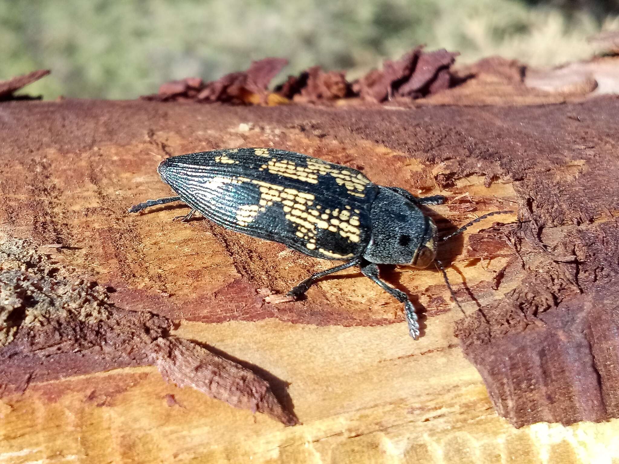 Image of Buprestis bertheloti Laporte & Gory 1837