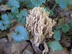 Image de Ramaria stricta (Pers.) Quél. 1888