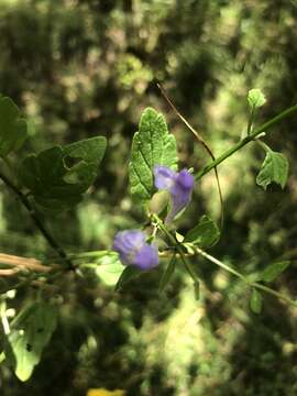 Image of smooth rock skullcap