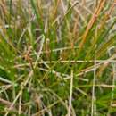 Image of Eleocharis cylindrostachys Boeckeler