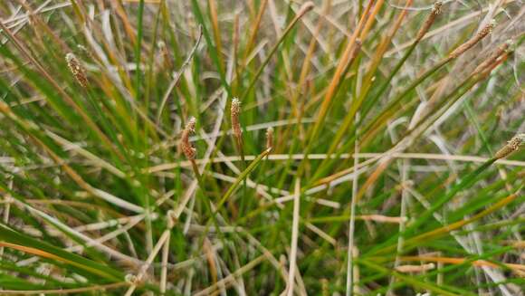 Eleocharis cylindrostachys Boeckeler的圖片