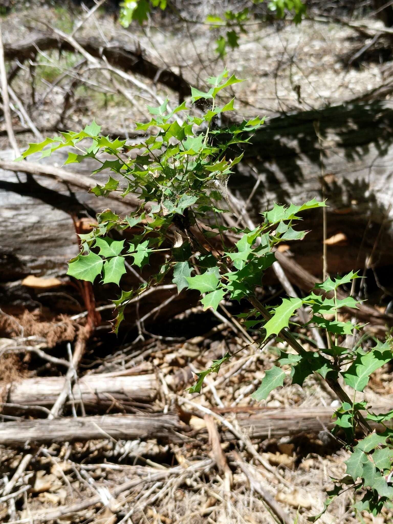 Image of Texas barberry