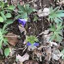 Image of Early Blue Violet