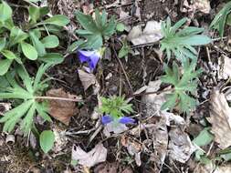 Слика од Viola subsinuata (Greene) Greene