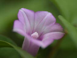 Plancia ëd Ipomoea triloba L.