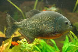 Image of Red-bellied piranha