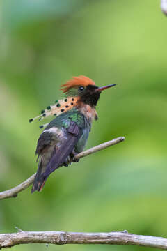 Lophornis ornatus (Boddaert 1783) resmi