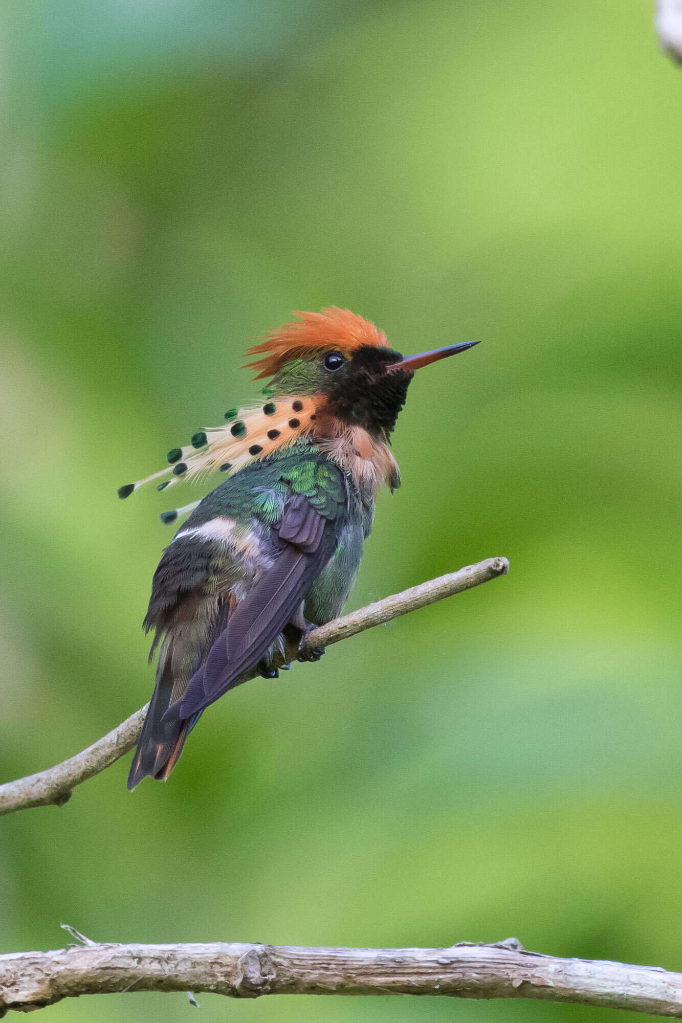 Image of Tufted Coquette