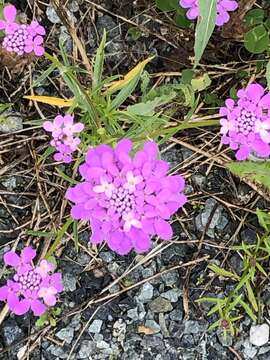 Imagem de Iberis umbellata L.