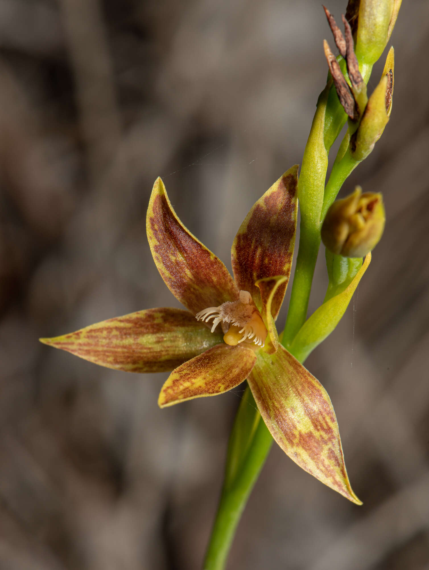 صورة Thelymitra fuscolutea R. Br.