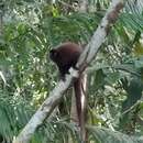 Image of Brown Titi Monkey