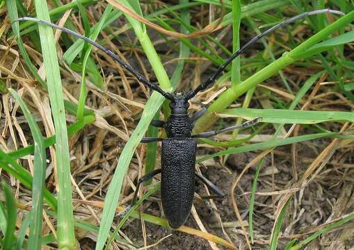 Image of capricorn beetle