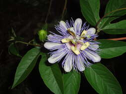 Image of Maypop