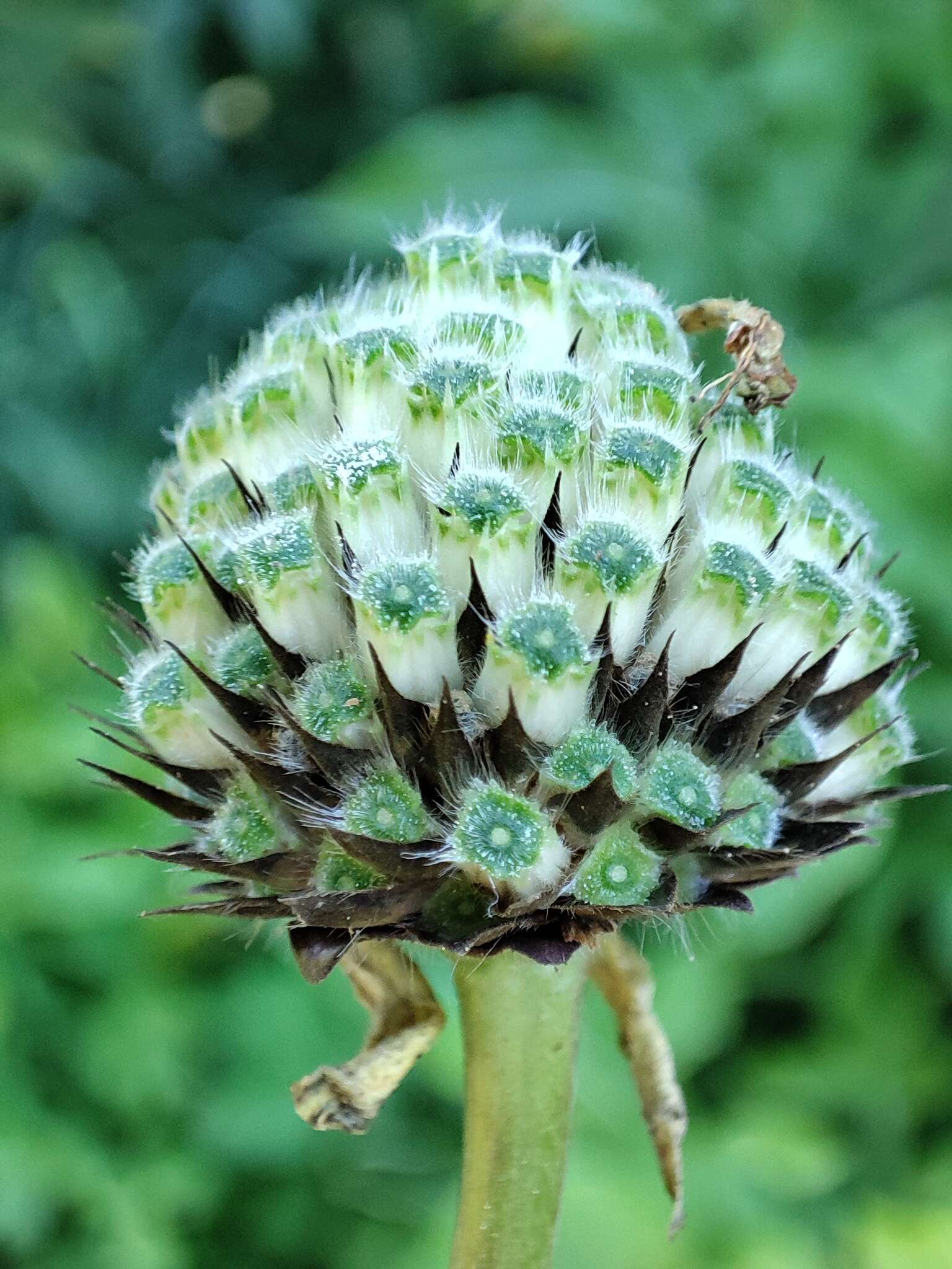 Image of Cephalaria litvinovii Bobrov